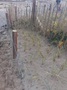 Entrances to beach restored and proteced by both sheepwire fencing and 90 degree zigzag split chestnut palings for rapid strong regowth