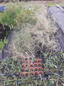 True Harvest Seeds grow both the 3 dune grasses needed to restore dunes as well as 13 other species for restoring diversity after front edge is restored 