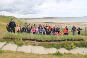 1000s of lyme , counch and marram grasses to plant