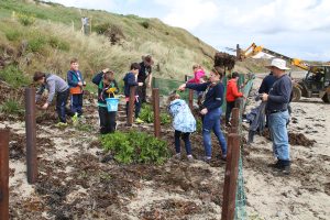 seaweed gathered as a windbreak and fertilizer