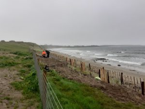 sandy area for marram to regrow recently lost dunes