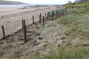 regrowing dunes planting beofre fencing - lyme to front marram to back