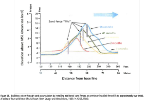 It is possible to estimate the time and investment needed to naturally restore a new front edge to sanddunes