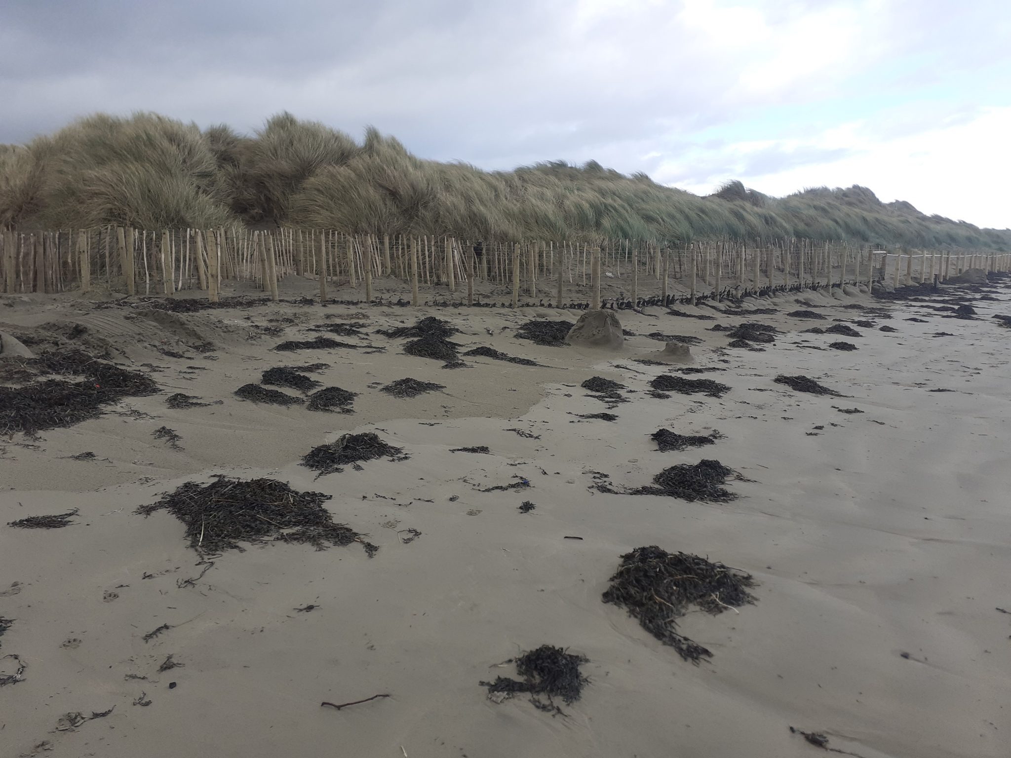 Tyrella £10K won for Tyrella beach – Lecale Conservation Association